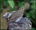 _6SB1356 swainsons thrush